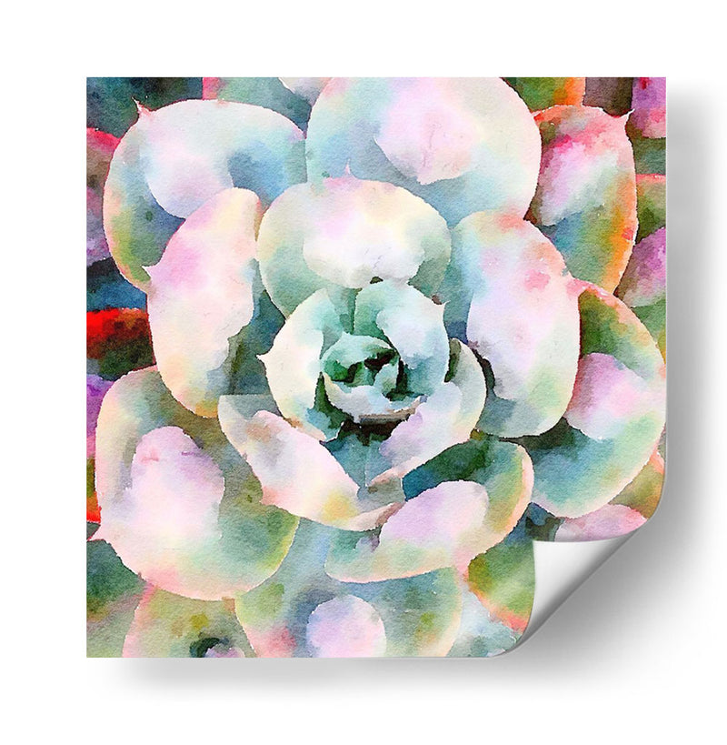 Succulente V - Jennifer Paxton Parker | Cuadro decorativo de Canvas Lab