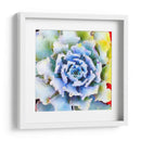 Succulente Vii - Jennifer Paxton Parker | Cuadro decorativo de Canvas Lab