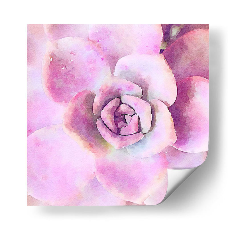 Succulente Viii - Jennifer Paxton Parker | Cuadro decorativo de Canvas Lab