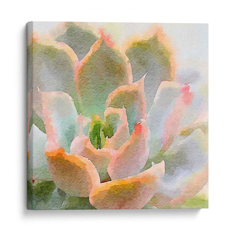 Succulente Xi - Jennifer Paxton Parker | Cuadro decorativo de Canvas Lab