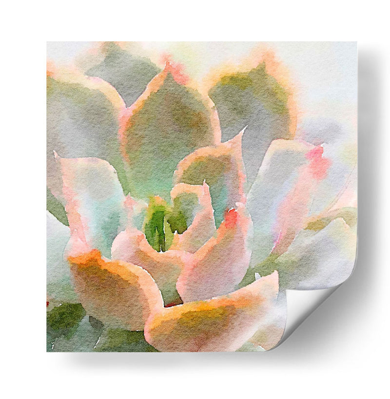 Succulente Xi - Jennifer Paxton Parker | Cuadro decorativo de Canvas Lab