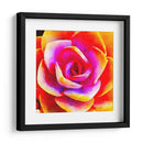 Succulente Xii - Jennifer Paxton Parker | Cuadro decorativo de Canvas Lab