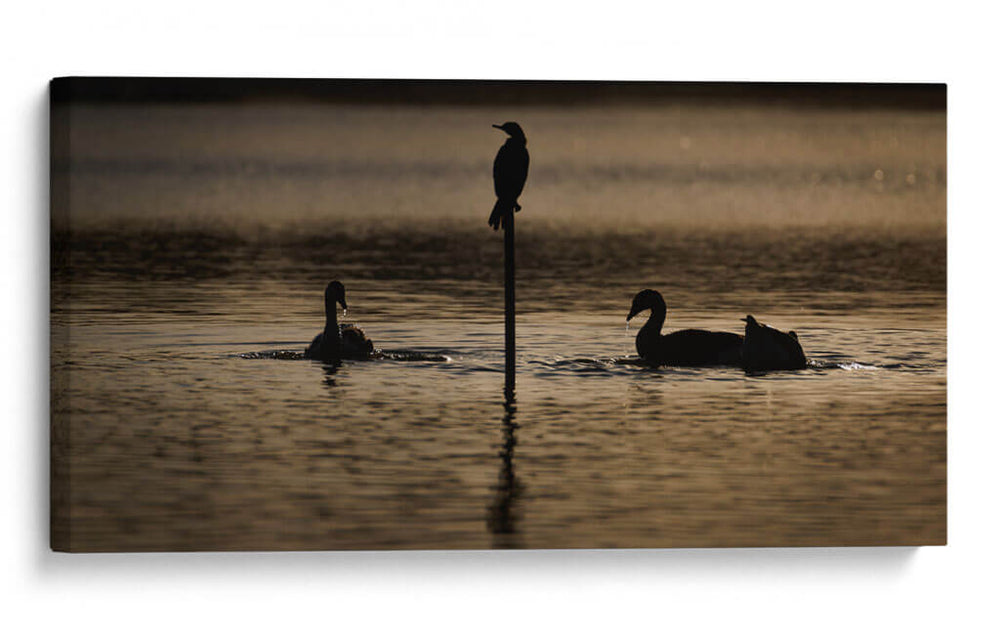 Aves a contraluz - Omar Montero | Cuadro decorativo de Canvas Lab