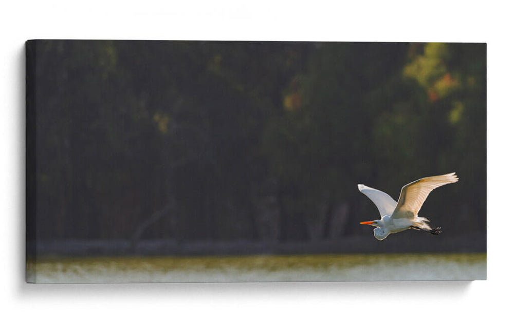 Gaviota al vuelo - Omar Montero | Cuadro decorativo de Canvas Lab