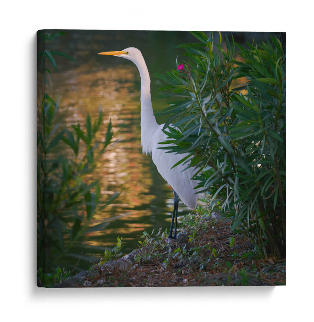 Gaviota - Omar Montero | Cuadro decorativo de Canvas Lab