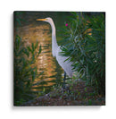 Gaviota - Omar Montero | Cuadro decorativo de Canvas Lab