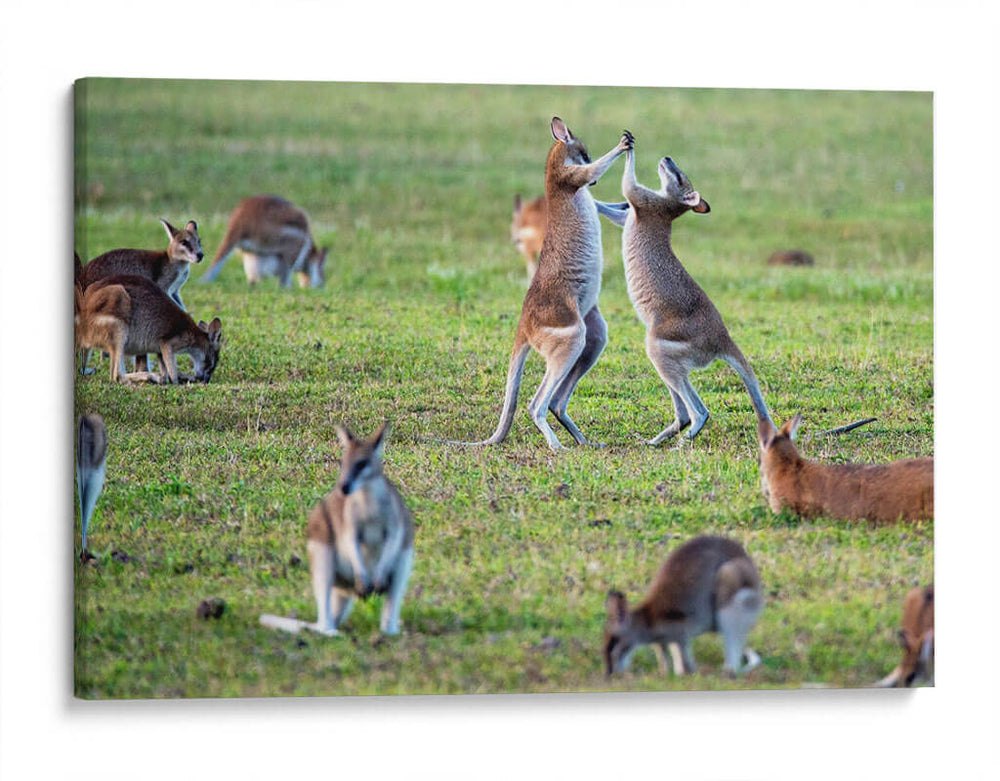 Danza de canguros | Cuadro decorativo de Canvas Lab