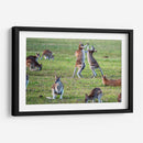 Danza de canguros | Cuadro decorativo de Canvas Lab