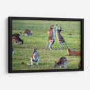 Danza de canguros | Cuadro decorativo de Canvas Lab