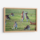 Danza de canguros | Cuadro decorativo de Canvas Lab
