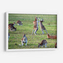 Danza de canguros | Cuadro decorativo de Canvas Lab