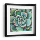 Suculenta - Blanca Aurora | Cuadro decorativo de Canvas Lab