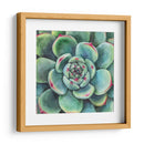 Suculenta - Blanca Aurora | Cuadro decorativo de Canvas Lab