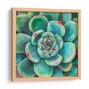 Suculenta - Blanca Aurora | Cuadro decorativo de Canvas Lab