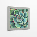 Suculenta - Blanca Aurora | Cuadro decorativo de Canvas Lab