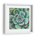 Suculenta - Blanca Aurora | Cuadro decorativo de Canvas Lab