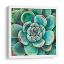 Suculenta - Blanca Aurora | Cuadro decorativo de Canvas Lab