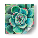 Suculenta - Blanca Aurora | Cuadro decorativo de Canvas Lab