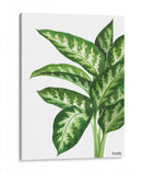 Galatea Dieffenbachia - Blanca Aurora | Cuadro decorativo de Canvas Lab