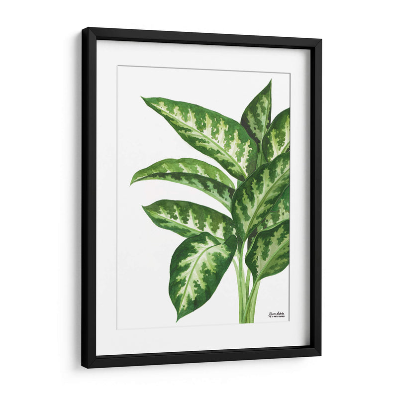 Galatea Dieffenbachia - Blanca Aurora | Cuadro decorativo de Canvas Lab