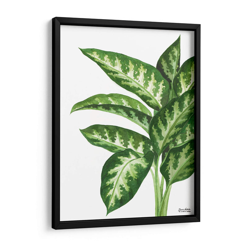 Galatea Dieffenbachia - Blanca Aurora | Cuadro decorativo de Canvas Lab