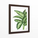 Galatea Dieffenbachia - Blanca Aurora | Cuadro decorativo de Canvas Lab