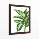 Galatea Dieffenbachia - Blanca Aurora | Cuadro decorativo de Canvas Lab