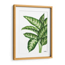 Galatea Dieffenbachia - Blanca Aurora | Cuadro decorativo de Canvas Lab