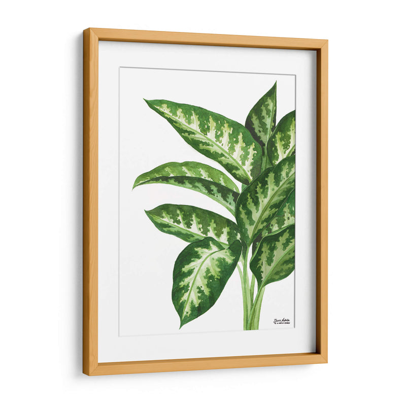 Galatea Dieffenbachia - Blanca Aurora | Cuadro decorativo de Canvas Lab