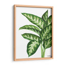 Galatea Dieffenbachia - Blanca Aurora | Cuadro decorativo de Canvas Lab