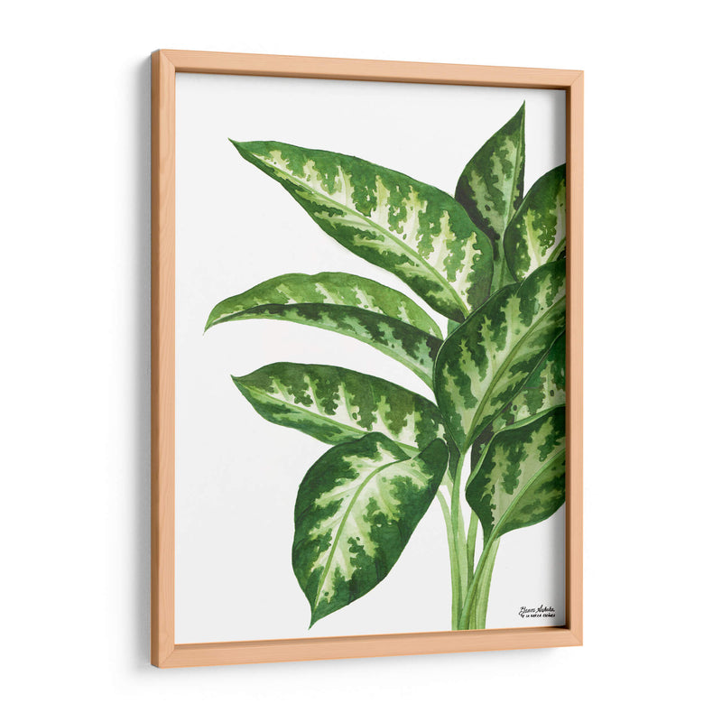 Galatea Dieffenbachia - Blanca Aurora | Cuadro decorativo de Canvas Lab