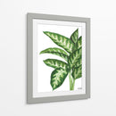 Galatea Dieffenbachia - Blanca Aurora | Cuadro decorativo de Canvas Lab