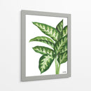 Galatea Dieffenbachia - Blanca Aurora | Cuadro decorativo de Canvas Lab