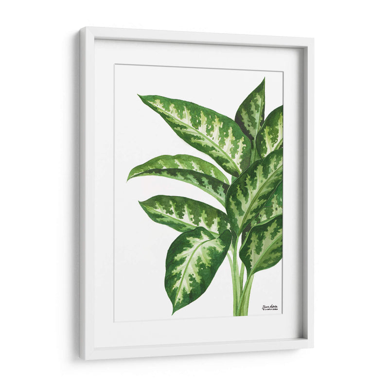 Galatea Dieffenbachia - Blanca Aurora | Cuadro decorativo de Canvas Lab