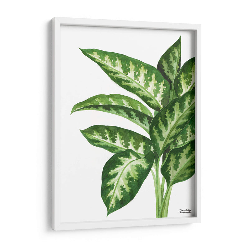 Galatea Dieffenbachia - Blanca Aurora | Cuadro decorativo de Canvas Lab