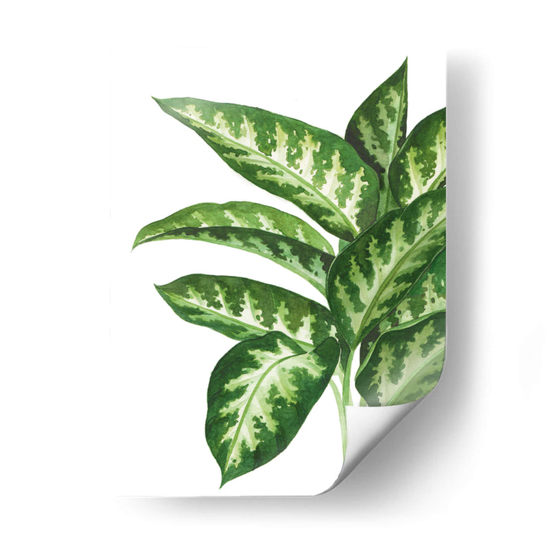 Galatea Dieffenbachia - Blanca Aurora | Cuadro decorativo de Canvas Lab
