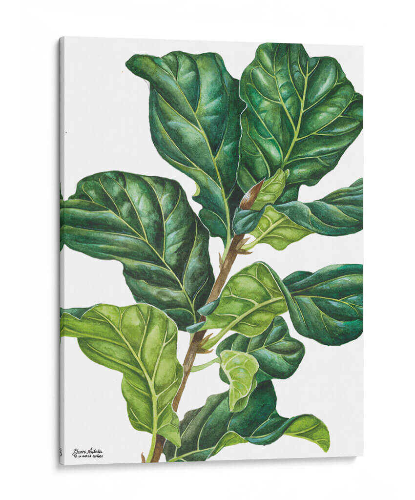 Pandurata Ficus Lyrata - Blanca Aurora | Cuadro decorativo de Canvas Lab