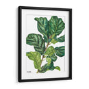Pandurata Ficus Lyrata - Blanca Aurora | Cuadro decorativo de Canvas Lab