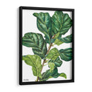 Pandurata Ficus Lyrata - Blanca Aurora | Cuadro decorativo de Canvas Lab