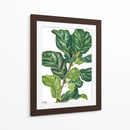 Pandurata Ficus Lyrata - Blanca Aurora | Cuadro decorativo de Canvas Lab