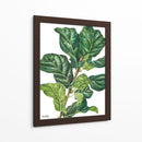 Pandurata Ficus Lyrata - Blanca Aurora | Cuadro decorativo de Canvas Lab