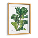 Pandurata Ficus Lyrata - Blanca Aurora | Cuadro decorativo de Canvas Lab