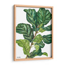 Pandurata Ficus Lyrata - Blanca Aurora | Cuadro decorativo de Canvas Lab