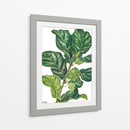 Pandurata Ficus Lyrata - Blanca Aurora | Cuadro decorativo de Canvas Lab