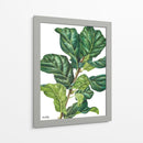 Pandurata Ficus Lyrata - Blanca Aurora | Cuadro decorativo de Canvas Lab