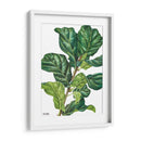 Pandurata Ficus Lyrata - Blanca Aurora | Cuadro decorativo de Canvas Lab