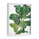 Pandurata Ficus Lyrata - Blanca Aurora | Cuadro decorativo de Canvas Lab
