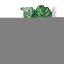 Pandurata Ficus Lyrata - Blanca Aurora | Cuadro decorativo de Canvas Lab