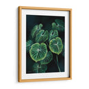 Planta Philodendron Gloriosum - Blanca Aurora | Cuadro decorativo de Canvas Lab