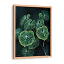 Planta Philodendron Gloriosum - Blanca Aurora | Cuadro decorativo de Canvas Lab